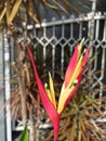 Heliconia psittacorum x spathocircinata Guyana. Also known Guadalupe Royalty Free Stock Photo