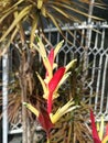 Heliconia psittacorum x spathocircinata Guyana. Also known Guadalupe.