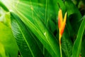 HELICONIA PSITTACORUM or yellow bird of paradise flower and some water drop in tropical area green garden after rain background Royalty Free Stock Photo