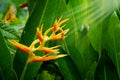 HELICONIA PSITTACORUM or yellow bird of paradise flower and some water drop in tropical area green garden after rain background Royalty Free Stock Photo