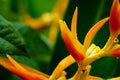 HELICONIA PSITTACORUM or yellow bird of paradise flower and some water drop in tropical area green garden after rain background Royalty Free Stock Photo