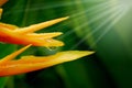 HELICONIA PSITTACORUM or yellow bird of paradise flower and some water drop in tropical area green garden after rain background Royalty Free Stock Photo