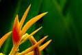 HELICONIA PSITTACORUM or yellow bird of paradise flower and some water drop in tropical area green garden after rain background Royalty Free Stock Photo