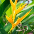 Heliconia psittacorum Yellow Royalty Free Stock Photo