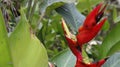 Heliconia, red flower from the Atlantic forest Royalty Free Stock Photo