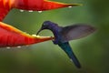 Heliconia red flower with blue hummingbird, La Paz Waterfall Garden, Volcan Poas NP in Costa Rica. Violet Sabrewing, Royalty Free Stock Photo