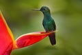 Heliconia red flower with green hummingbird, La Paz Waterfall Garden, Volcan Poas NP in Costa Rica. Green-crowned Brilliant, Royalty Free Stock Photo