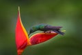 Heliconia red flower with green hummingbird, La Paz Waterfall Garden, Volcan Poas NP in Costa Rica. Green-crowned Brilliant, Royalty Free Stock Photo