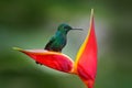 Heliconia red flower with green hummingbird, La Paz Waterfall Garden, Volcan Poas NP in Costa Rica. Green-crowned Brilliant,