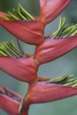 Heliconia rostrata also known as the hanging lobster claw or false bird of paradise