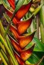 Heliconia rostrata, also known as hanging lobster claw or false bird of paradise, flowering red and yellow flowers. Tropical rain Royalty Free Stock Photo