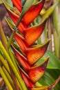 Heliconia rostrata, also known as hanging lobster claw or false bird of paradise, flowering red and yellow flowers. Tropical rain Royalty Free Stock Photo