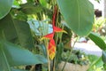 Beautiful flower of Thailand - Heliconia rostrata also known as hanging lobster claw or false bird of paradise