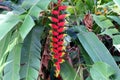 Heliconia rostrata also known as hanging lobster claw