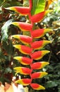 Heliconia rostrata