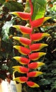 Heliconia rostrata