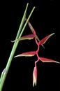 Heliconia Rostrata on black