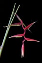 Heliconia Rostrata on black