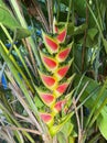 Heliconia rostrata close-up on background of green leaves. Flower that provides nectar for birds. Royalty Free Stock Photo