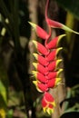 Heliconia Rostrata flower