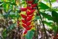 Heliconia rostrata flower, or Hanging lobster claw, close view in tropical garden Royalty Free Stock Photo