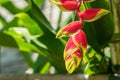 Heliconia rostrata flower