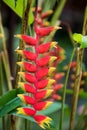 Heliconia rostrata flower, Nosy Be, Madagascar