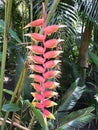 heliconia rostrata flower in a tropical garden in spring season Royalty Free Stock Photo