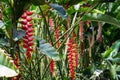 Heliconia Rostrata Flowers