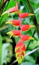 Heliconia rostrata