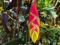 heliconia rostrata red yellow flower on tree Royalty Free Stock Photo