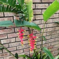 LOBSTER CLAWS TREE FLOWER