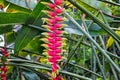 Heliconia Rostrata View