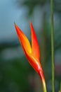 Parrot beak Heliconia L