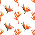 Heliconia and strelizia flowers vector illustration. Tropical orange plants background.