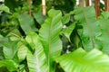 Heliconia Stricta plant in Saint Gallen in Switzerland