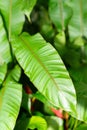 Heliconia Stricta plant in Saint Gallen in Switzerland