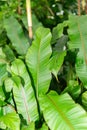 Heliconia Stricta plant in Saint Gallen in Switzerland