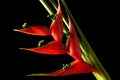 Heliconia stricta still life on black background Royalty Free Stock Photo