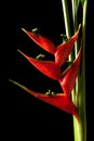 Heliconia stricta still life on black background Royalty Free Stock Photo