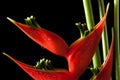 Heliconia stricta still life on black background