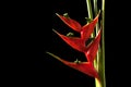 Heliconia stricta still life on black background