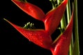 Heliconia stricta still life on black background Royalty Free Stock Photo