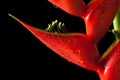 Heliconia stricta still life on black background