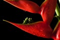 Heliconia stricta still life on black background