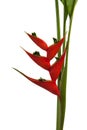 Heliconia stricta still life on white background