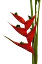 Heliconia stricta still life on white background