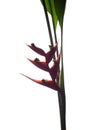 Heliconia stricta still life on white background