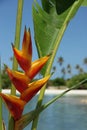 Heliconia