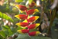 Heliconia tropical red and yellow flower on blur background. Royalty Free Stock Photo